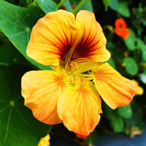 Buy Organic Nasturtium plants online at Hever Tortoise World