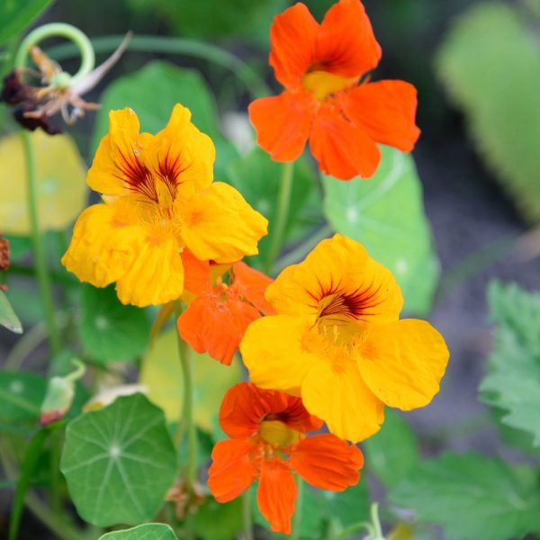 Buy Organic Nasturtium Plants online