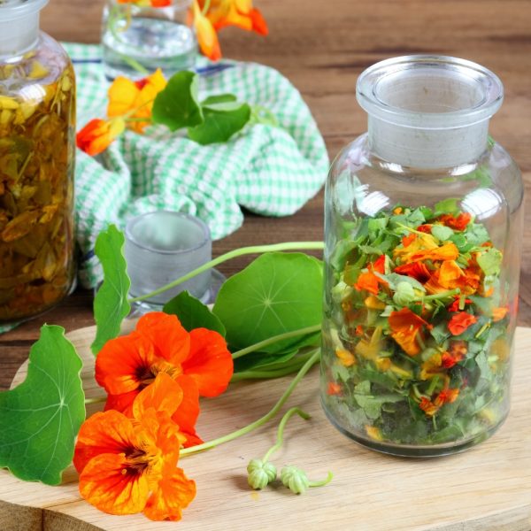 Organic Nasturtium Plants at Hever Tortoise World