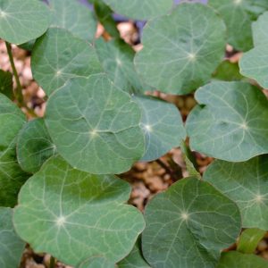 Buy Organic Nasturtium plants online at Hever Tortoise World