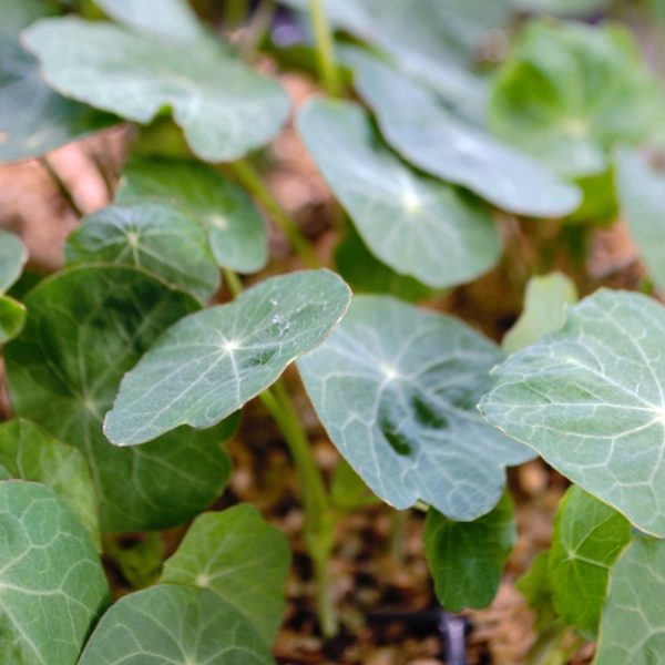 Buy Organic Nasturtium plants online