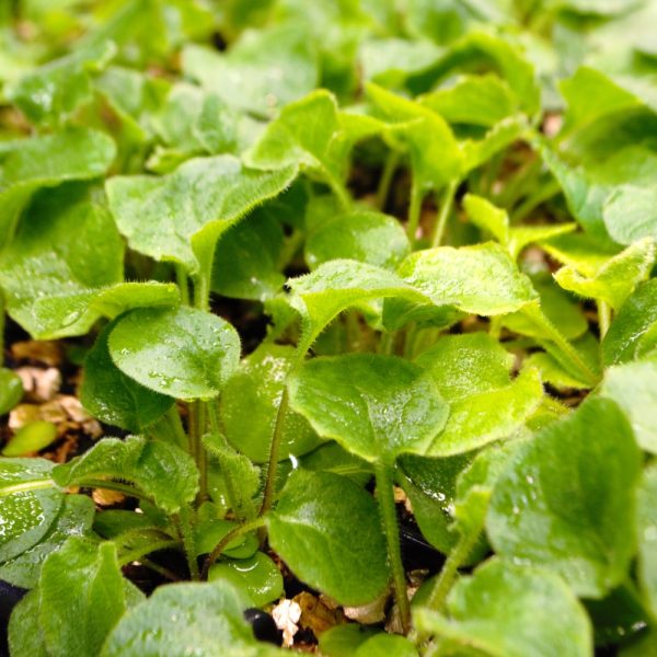 Organic Nipplewort Plug Plants for sale