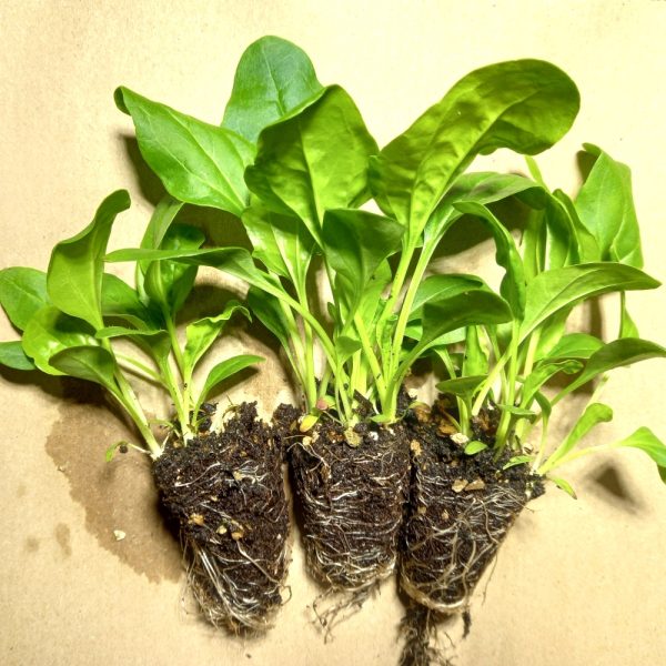 buy organic broadleaf plantain online