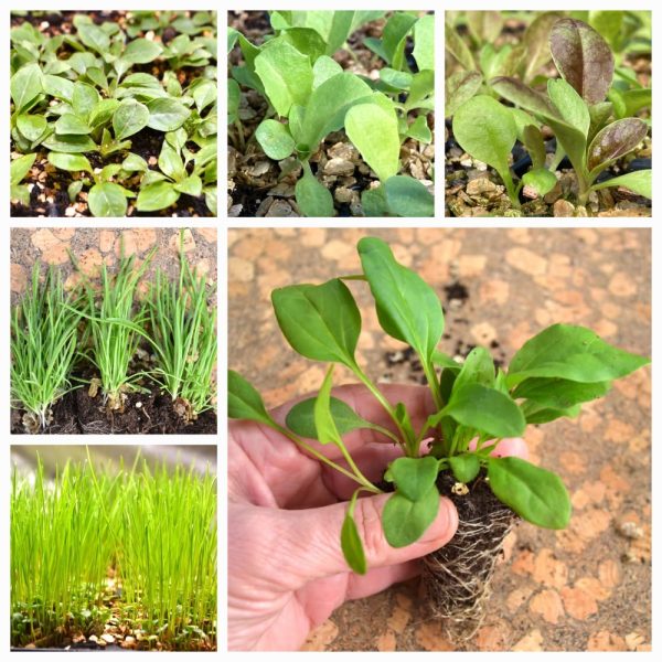 Organic plug plants at hever tortoise world