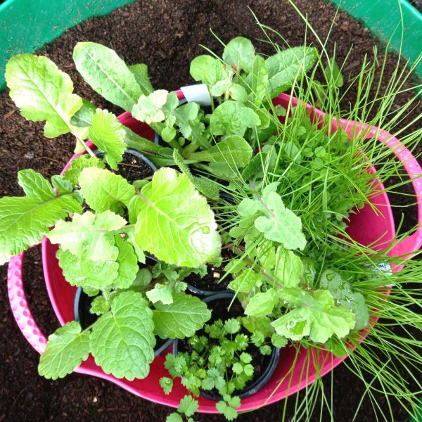 organic potted plant bundles 2 buy organic potted plant bundles online at hever tortoise world