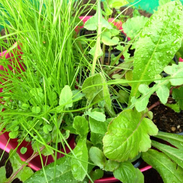 organic potted plant bundles 3 buy organic potted plant bundles online