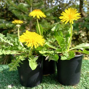 Organic Potted Dandelion Plants for Tortoise enclosures