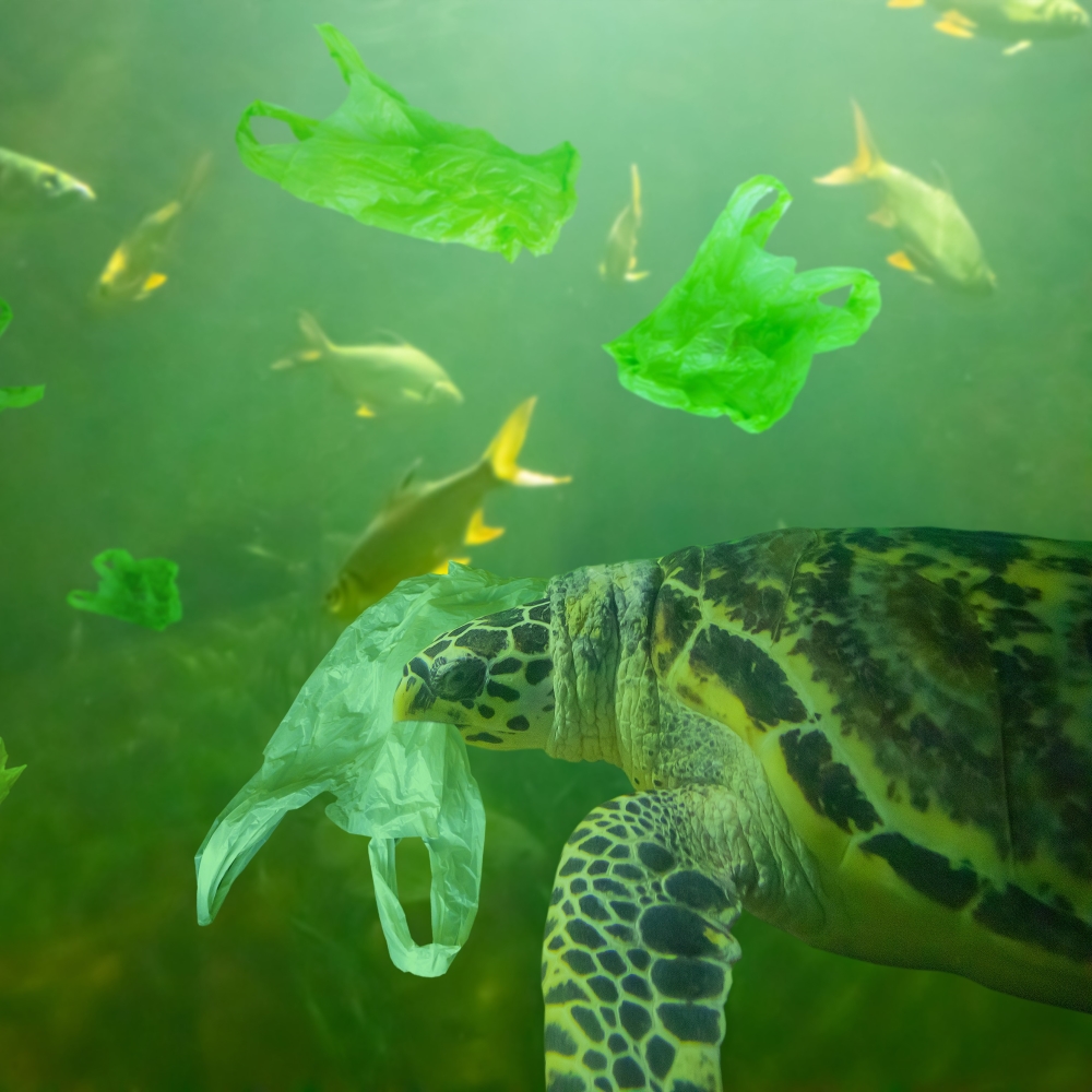 Plastic Pollution presents danger to wildlife