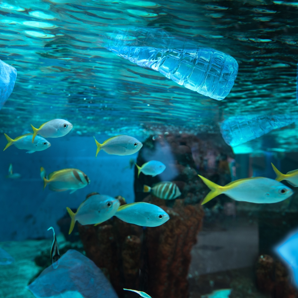 Plastic Pollution of our Oceans