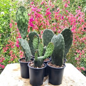Opuntia prickly pear cactus for tortoises