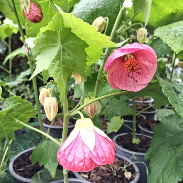 Abutilon hybridum - Indian Mallow Indian Mallow plants for tortoises and bearded dragons