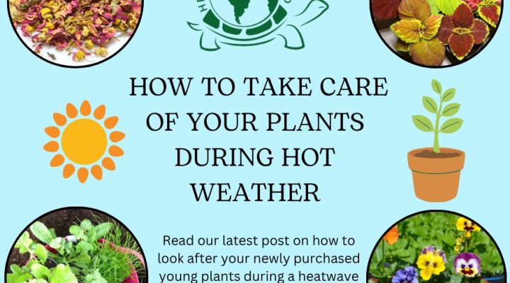 Plant care during a heatwave