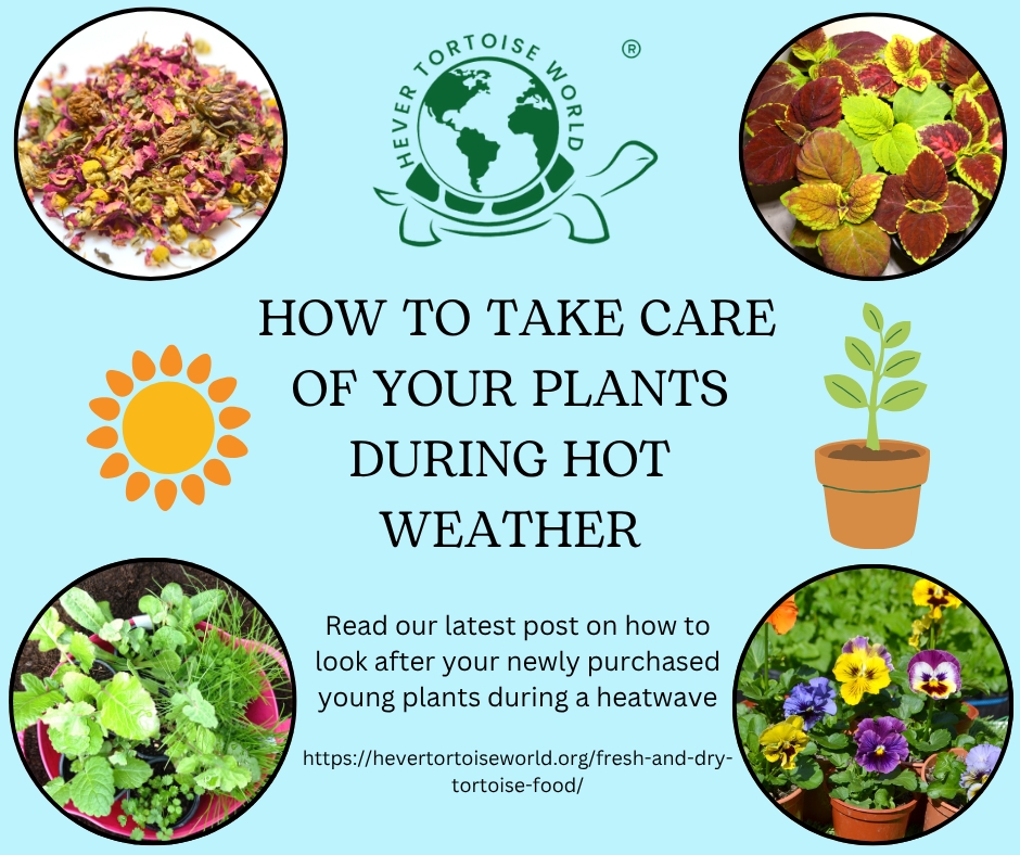 Plant care during a heatwave