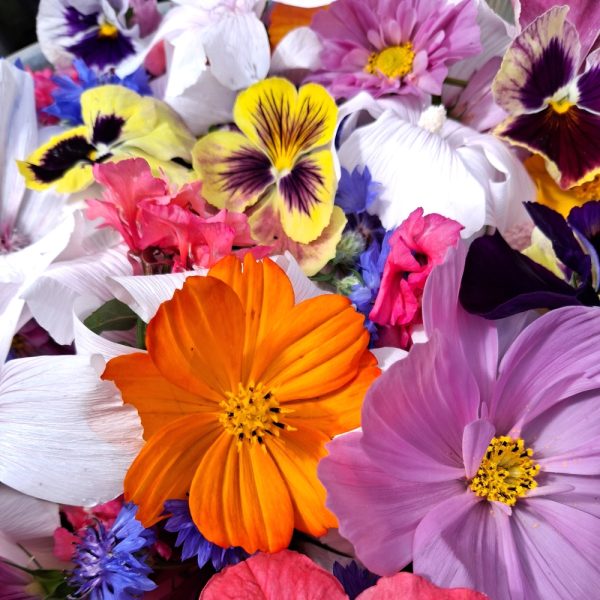 fresh weeds and flowers for tortoises for sale