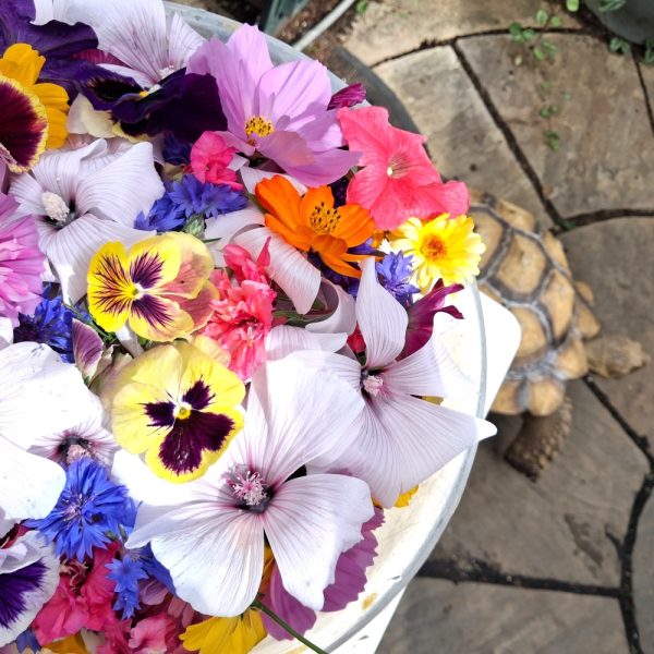 fresh flower for tortoises and bearded dragons at hever tortoise world