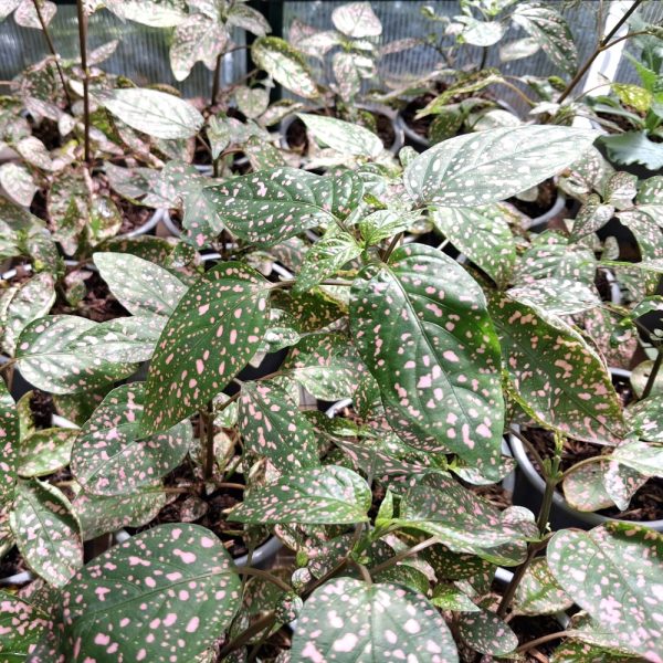 Pink Polka Dot Plant pink polka dot plants for tortoises and bearded dragons