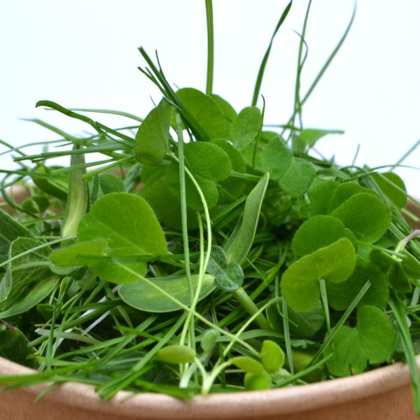 Hever Tortoise World Sicilian Meadow tortoise herbs, super greens and grasses for tortoises and herbivorous reptiles