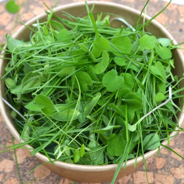 Buy Sicilian Meadow tortoise herbs, super greens and grasses for all tortoise species