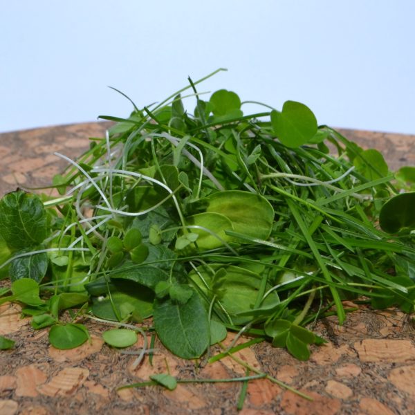 Sicilian Meadow tortoise herbs, super greens and grasses for tortoises and herbivorous reptiles