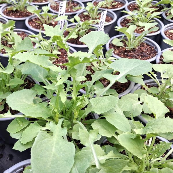 Sow Thistle Potted Plants Sow Smooth thistle plants for tortoises and bearded dragons online