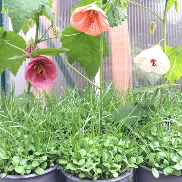 Sow Thistle and Abutilon Organic Plants for Tortoises and Bearded Dragons