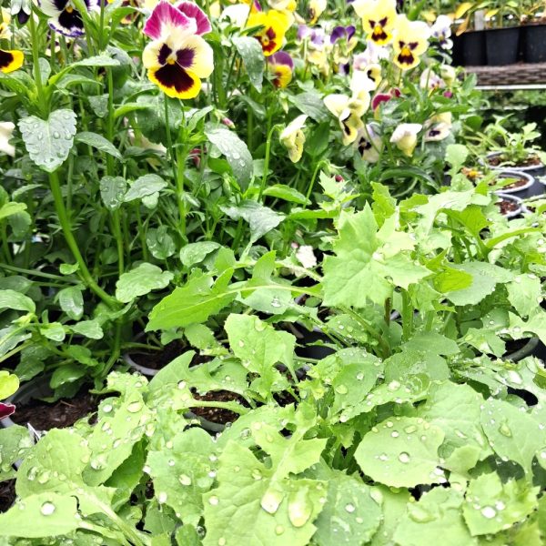 Sow Thistle and Pansies Sow (Smooth) Thistles and Pansies for tortoises and bearded dragons