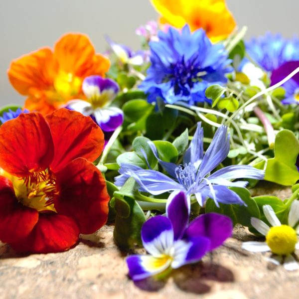 buy super greens for tortoises and herbivorous reptiles with flowers online
