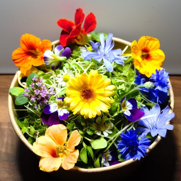 SICILIAN DELIGHT FRESH SUPERGREENS | FLOWERS FOR REPTILES