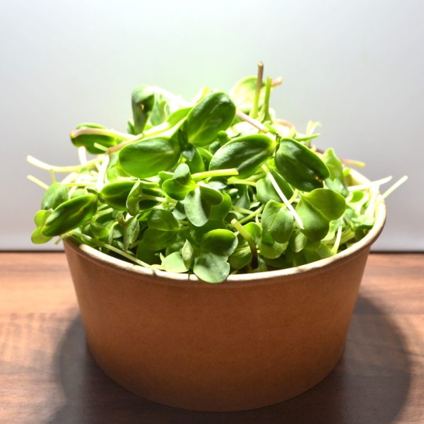 buy super greens for tortoises and herbivorous reptiles without flowers online