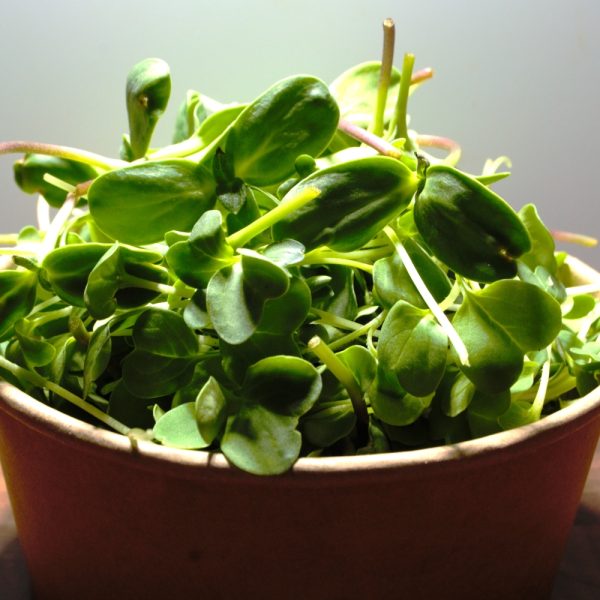 super greens for tortoises and herbivorous reptiles without flowers to buy online