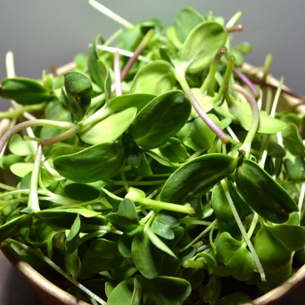 supergreens without flowers 5 buy super greens for tortoises and herbivorous reptiles without flowers