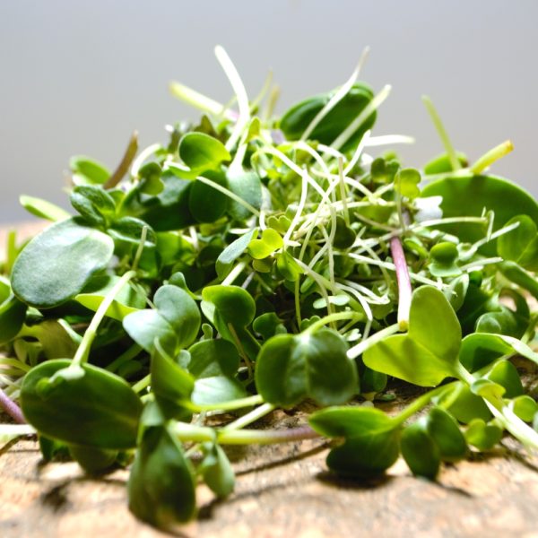 super greens for tortoises and herbivorous reptiles without flowers