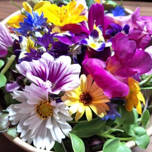 Fresh greens for tortoises & bearded dragons