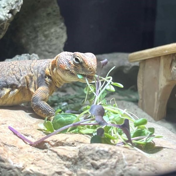 Uromastyx Joey enjoying Hever Tortoise World Super Greens and super foods