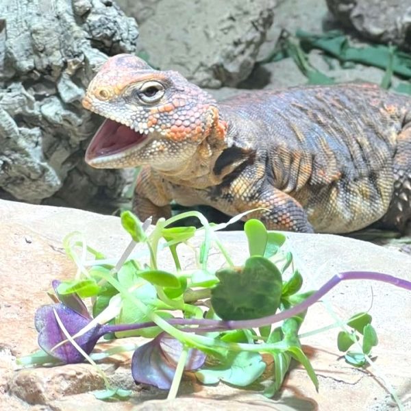 Uromastyx enjoying Hever Tortoise World Super Greens