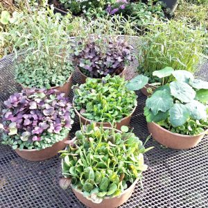 Live Plants for Reptiles. Organic Living Food Bowls for Reptiles.