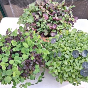 Fresh tortoise food - the colourful organic living bowl collection