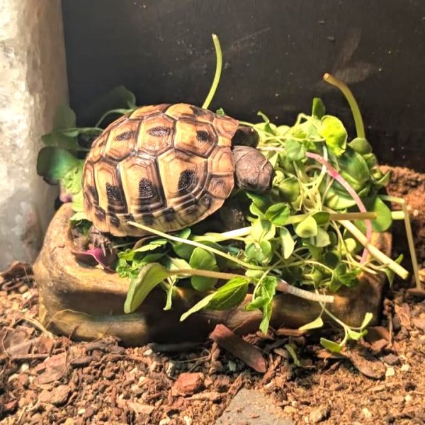 Fresh Greens for Tortoises, Bearded Dragons, Iguanas and Uromastyx