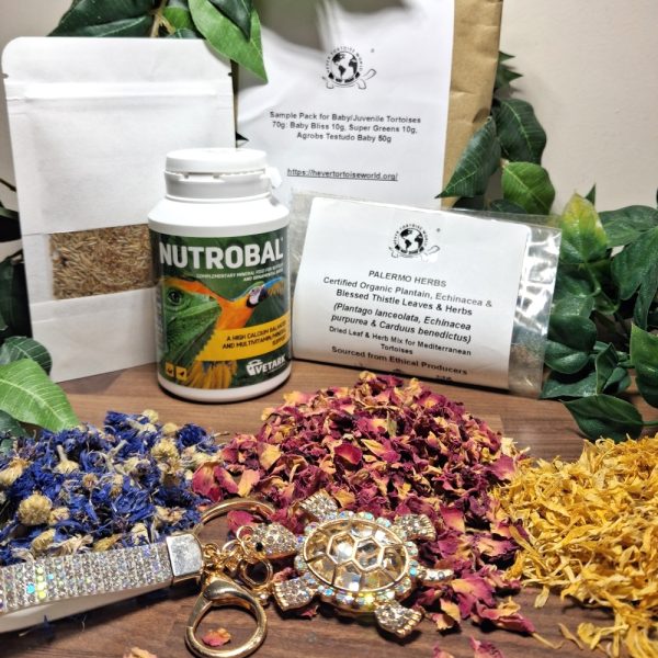 Gold Christmas Box for tortoise lovers