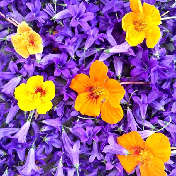 fresh flowers for tortoises and bearded dragons at hever tortoise world
