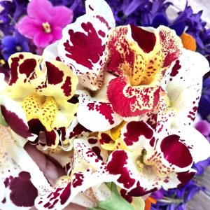 fresh flowers for reptiles at hever tortoise world
