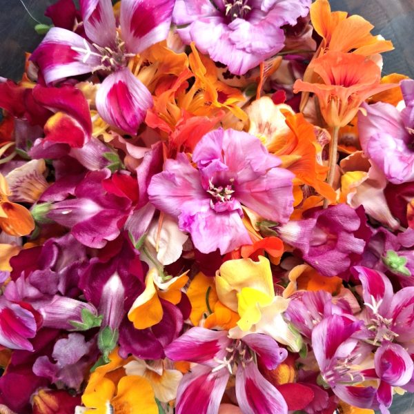 buy fresh flowers for tortoises and bearded dragons