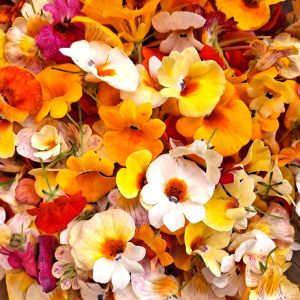 fresh flowers for tortoises and bearded dragons