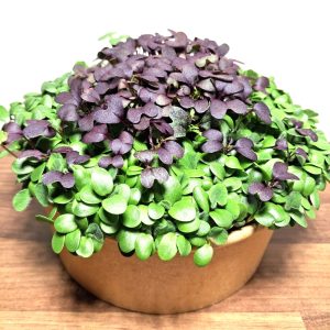 plants for tortoise enclosures