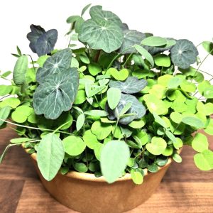 plants for tortoise enclosures