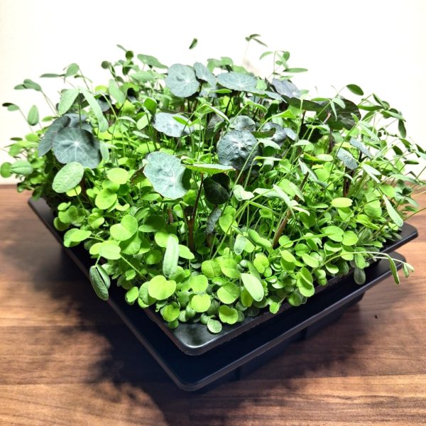 Hever Tortoise World Organic Sainfoin, Red Clover & Nasturtium Living Food Bowl for Tortoises & Bearded Dragons