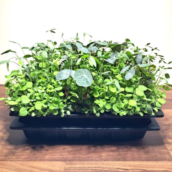 Buy Organic Sainfoin, Red Clover & Nasturtium Living Food Bowl for Tortoises & Bearded Dragons