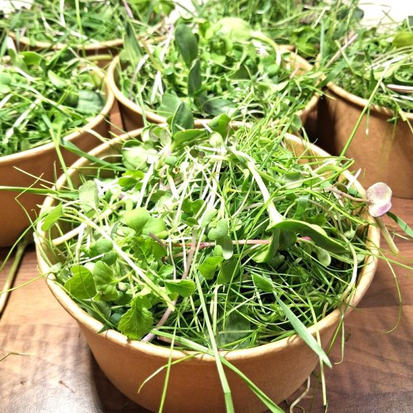 fresh greens and grasses for tortoises, bearded dragons and iguanas