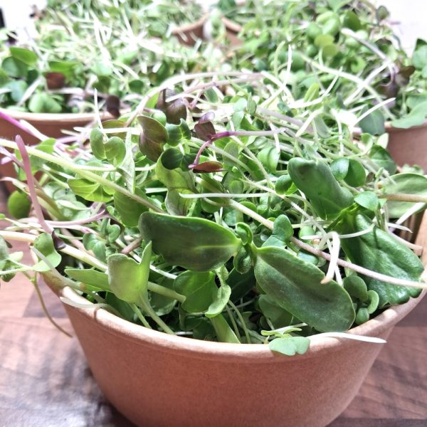 fresh greens for tortoises, bearded dragons and iguanas