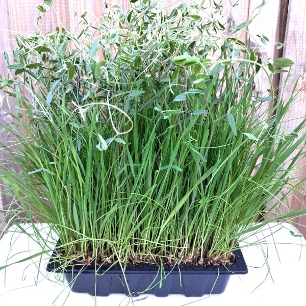 Vetch, Rye and Wheat Organic Pasture Living Plant Trays for Tortoises, Rabbits and other small animals and birds